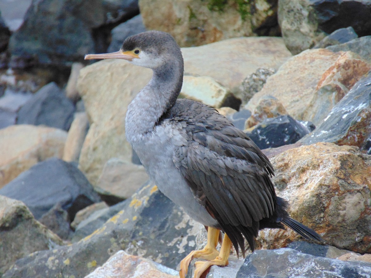 Spotted Shag - ML88968981