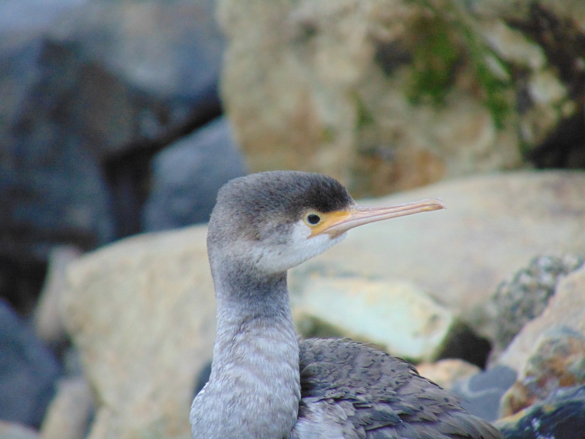 Spotted Shag - ML88968991