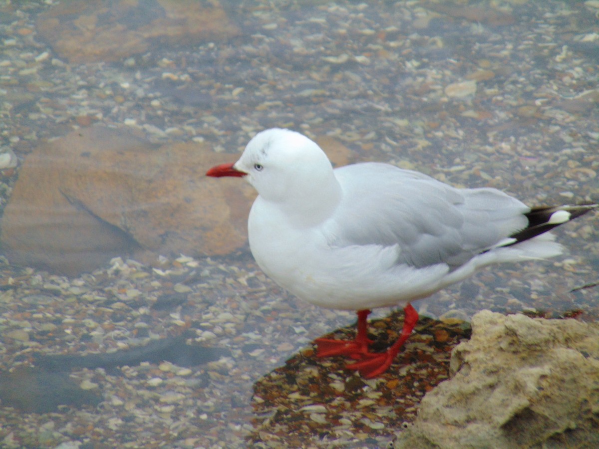 Silver Gull (Red-billed) - ML88969121