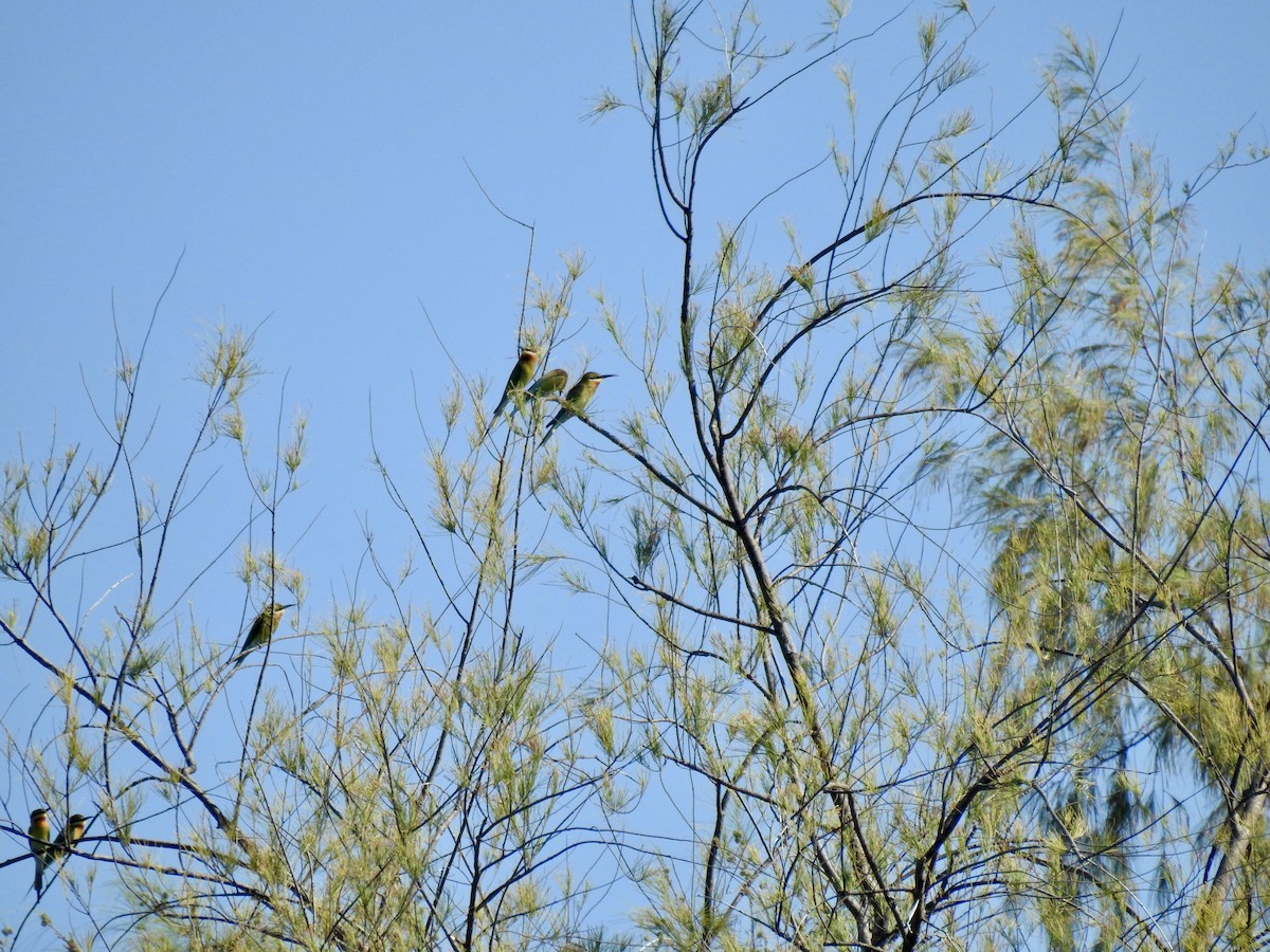 Blue-tailed Bee-eater - ML88969301