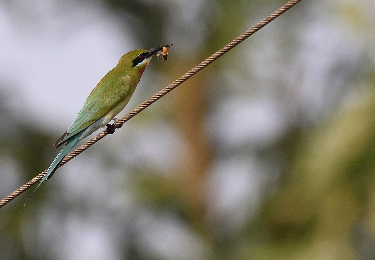 Blue-tailed Bee-eater - Arun Prabhu