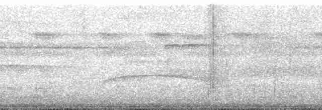 Декол плямистоволий (підвид melanochloros/nattereri) - ML88971
