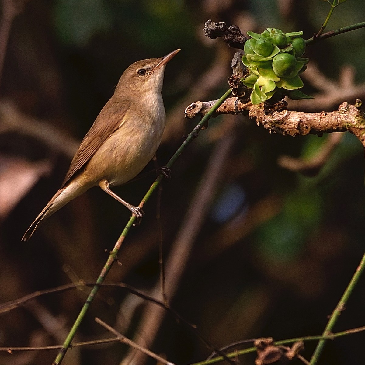 Blyth's Reed Warbler - Arun Prabhu