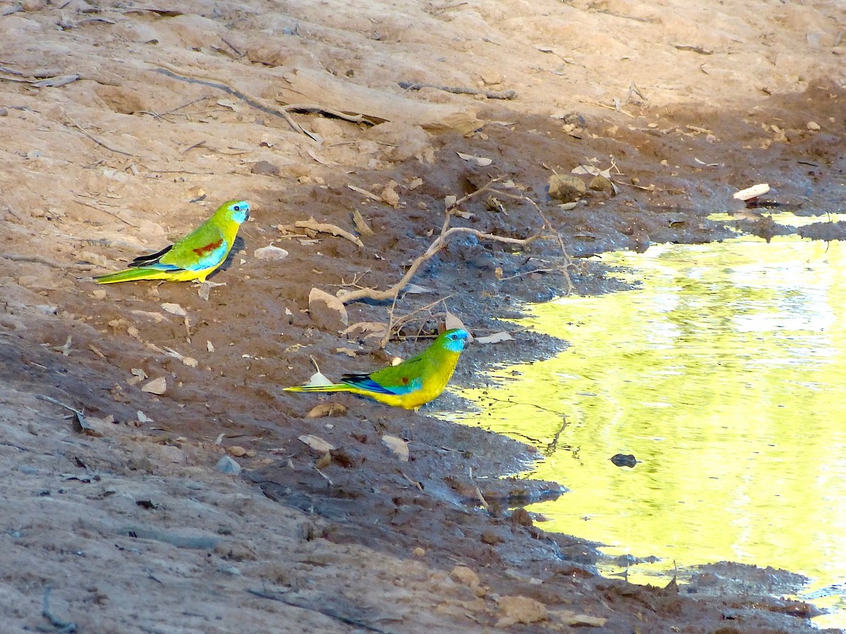 Turquoise Parrot - David Vickers