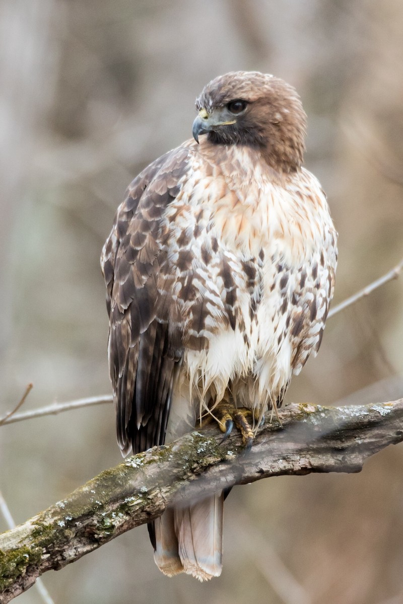 Red-tailed Hawk (abieticola) - ML88975481