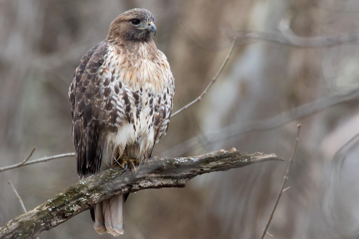 Red-tailed Hawk (abieticola) - Brad Imhoff