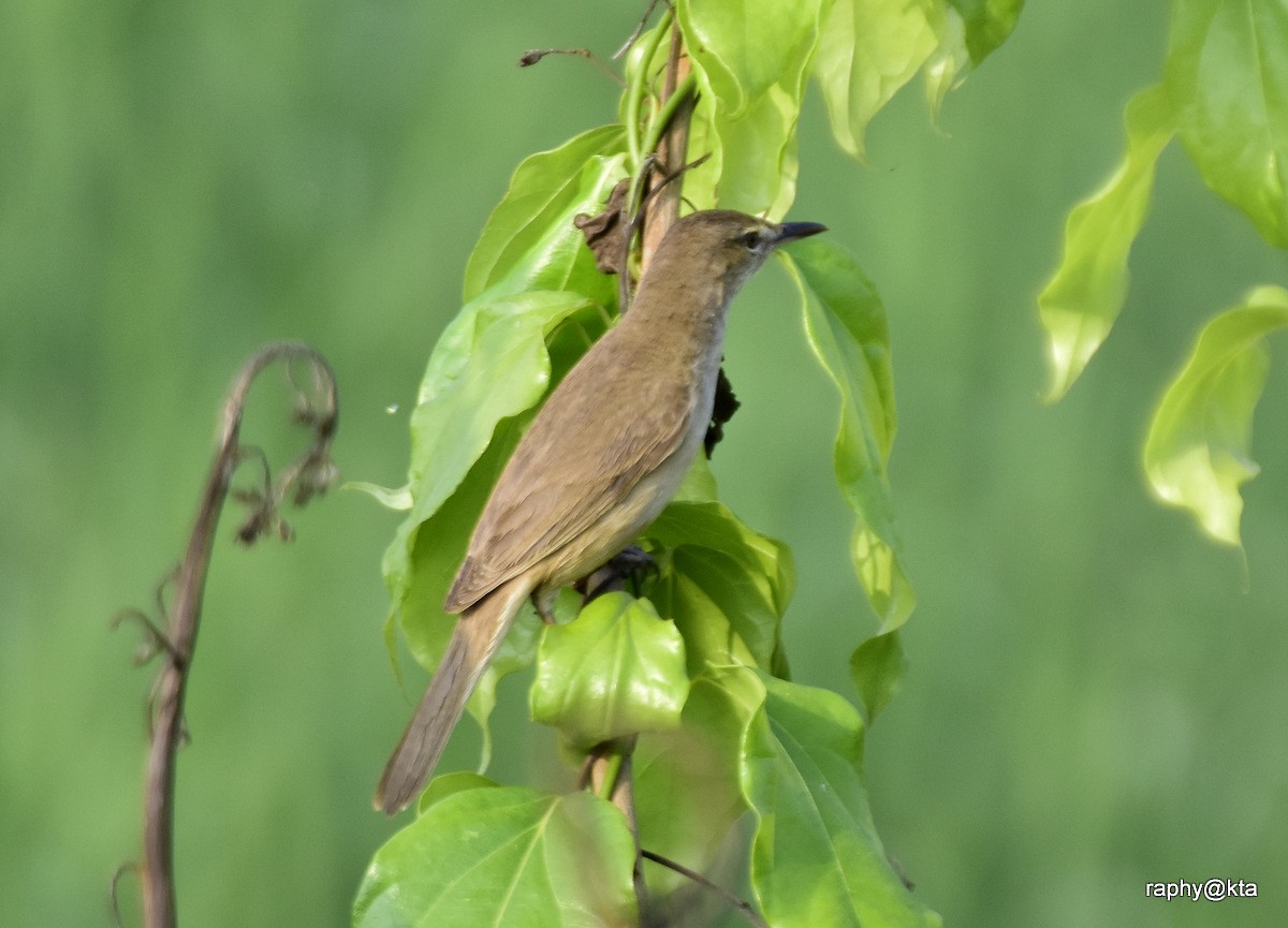 Clamorous Reed Warbler - Anonymous