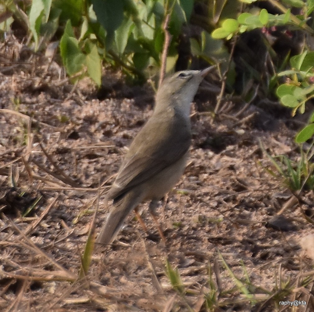 Booted Warbler - ML88976021