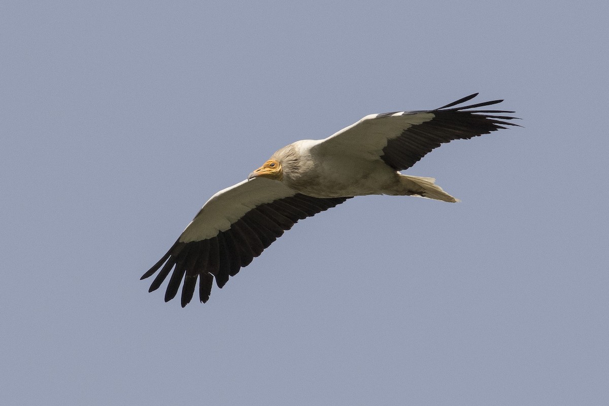 Egyptian Vulture - ML88976041