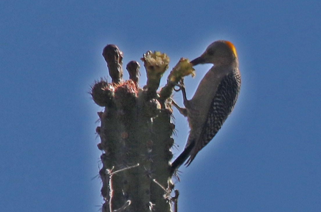 Golden-fronted Woodpecker (West Mexico) - ML88980301