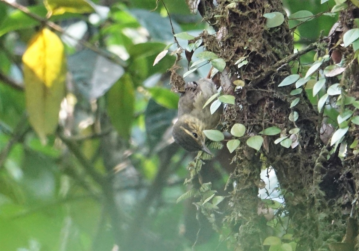Rufous-tailed Foliage-gleaner - ML88983491