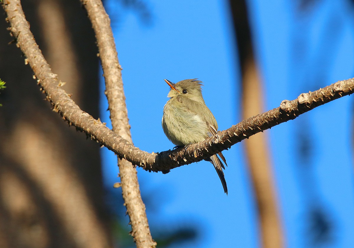 Greater Pewee - ML88984001