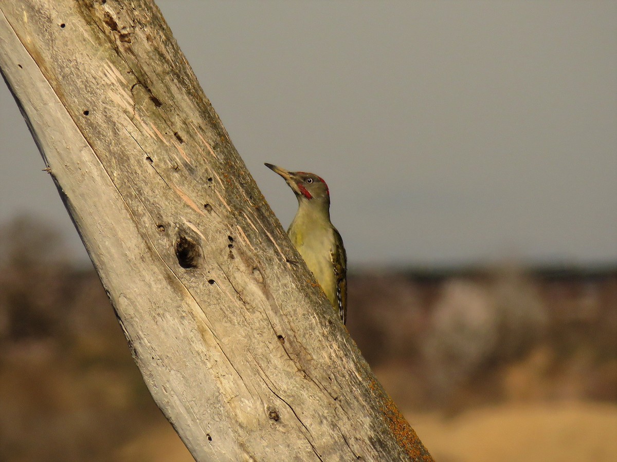 Iberian Green Woodpecker - ML88984721