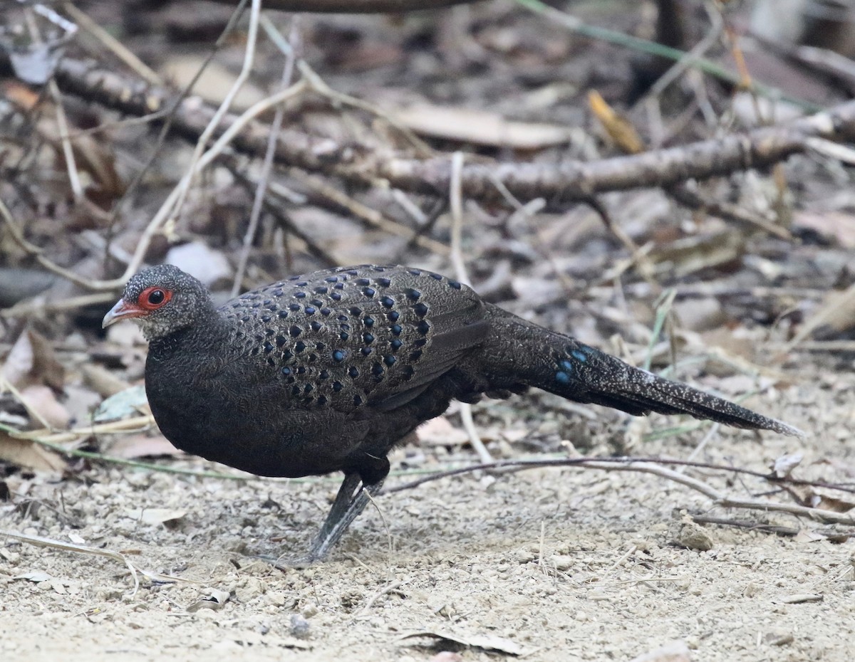 Germain's Peacock-Pheasant - ML88985331