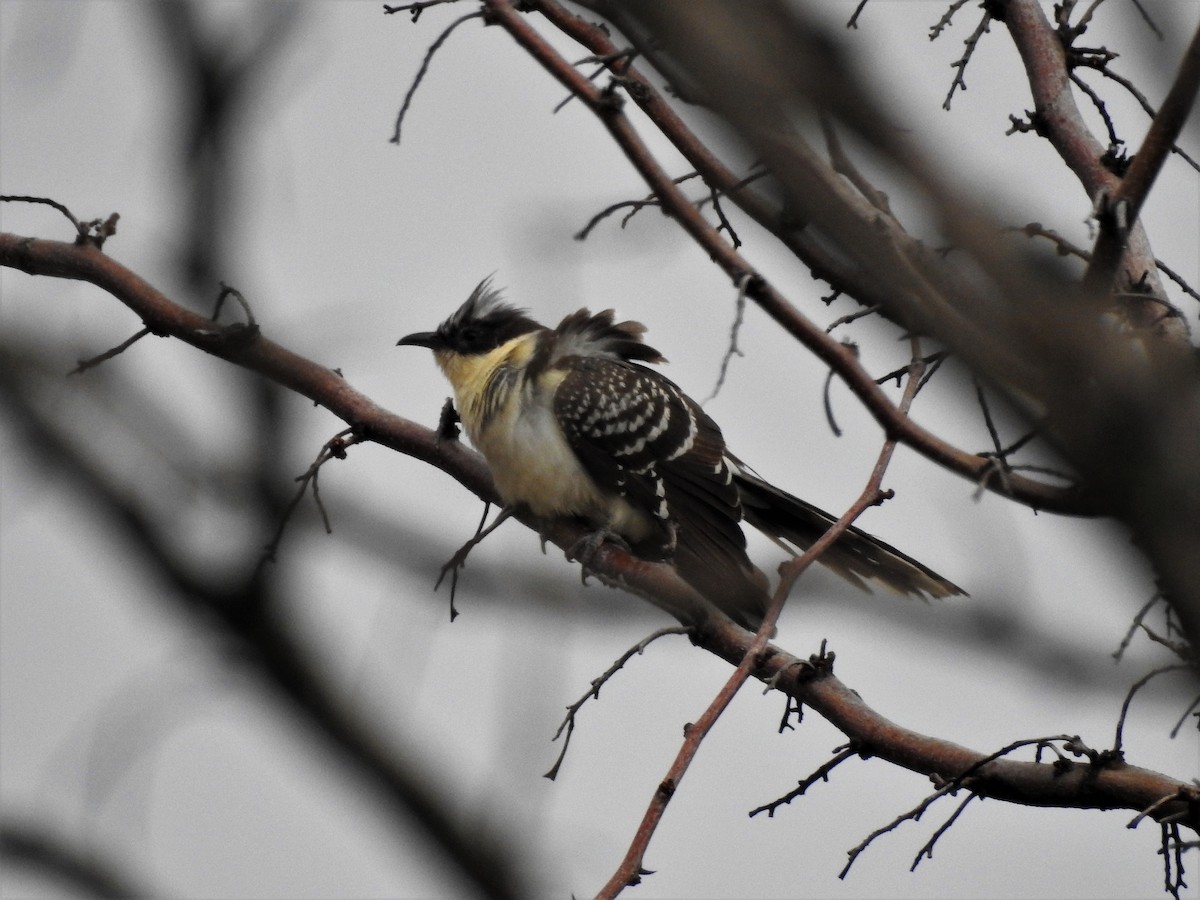 Great Spotted Cuckoo - ML88990101
