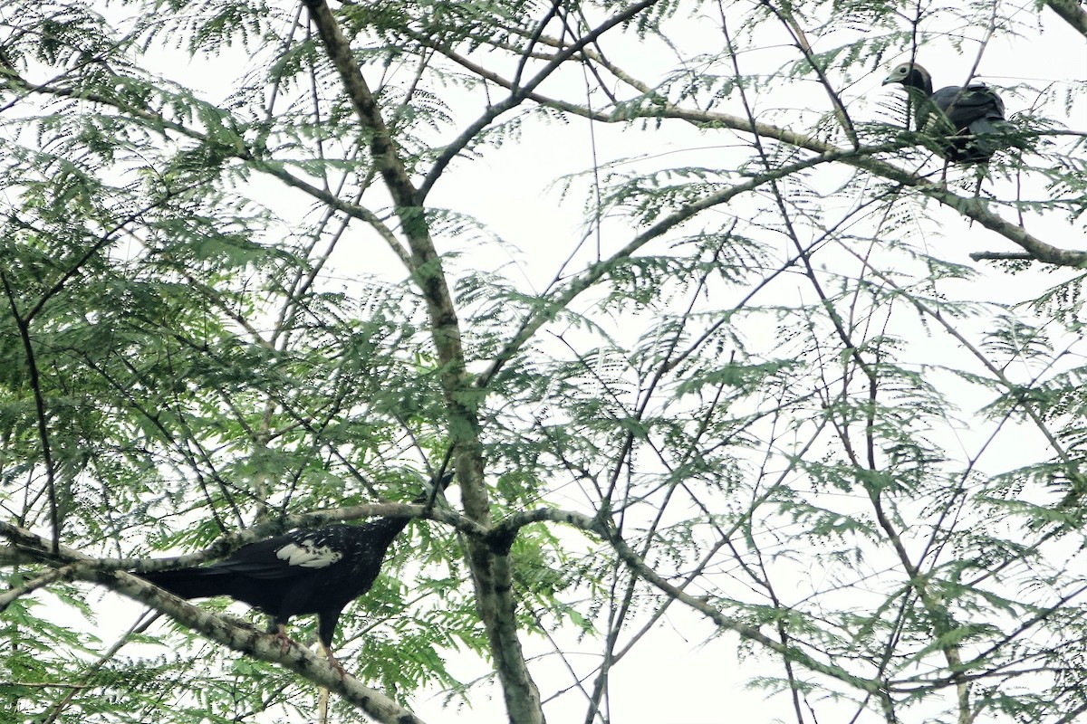 Blue-throated Piping-Guan - ML88991351