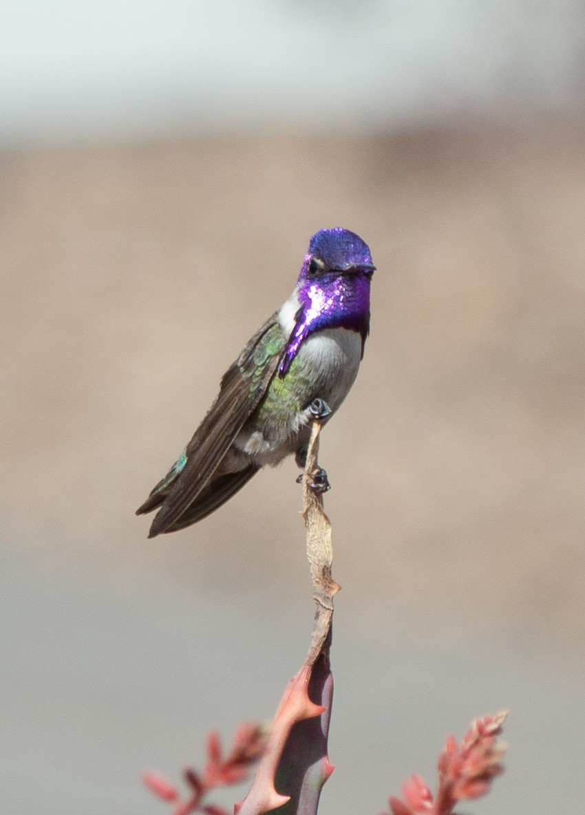 Costa's Hummingbird - ML88991961