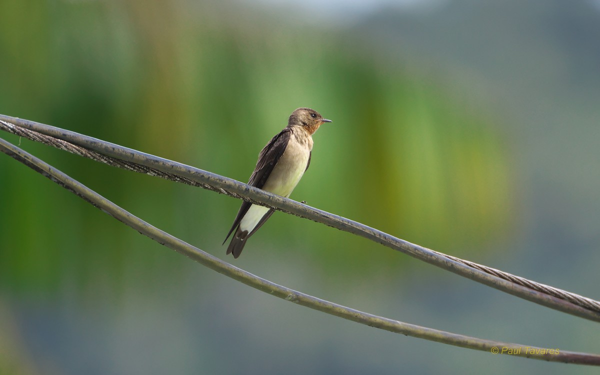 Southern Rough-winged Swallow - ML88992311