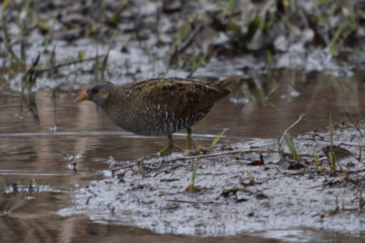 Spotted Crake - ML88994741