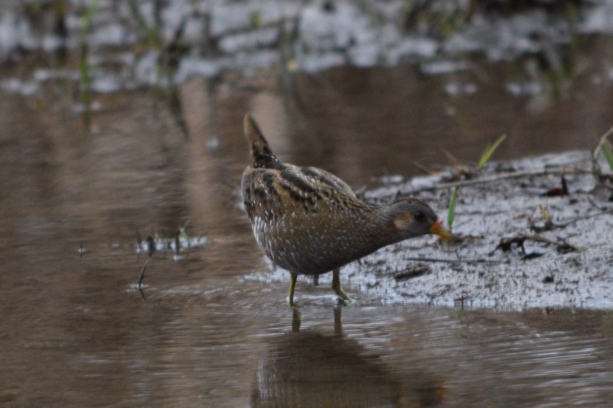 Spotted Crake - ML88994801