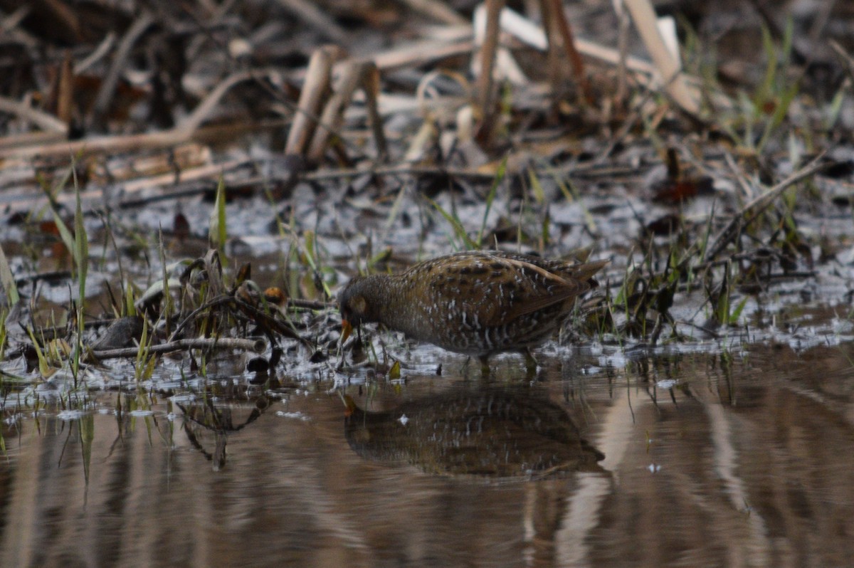 Spotted Crake - ML88994811