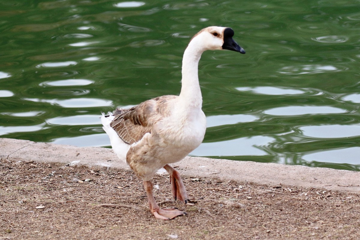 Swan Goose (Domestic type) - ML88994991