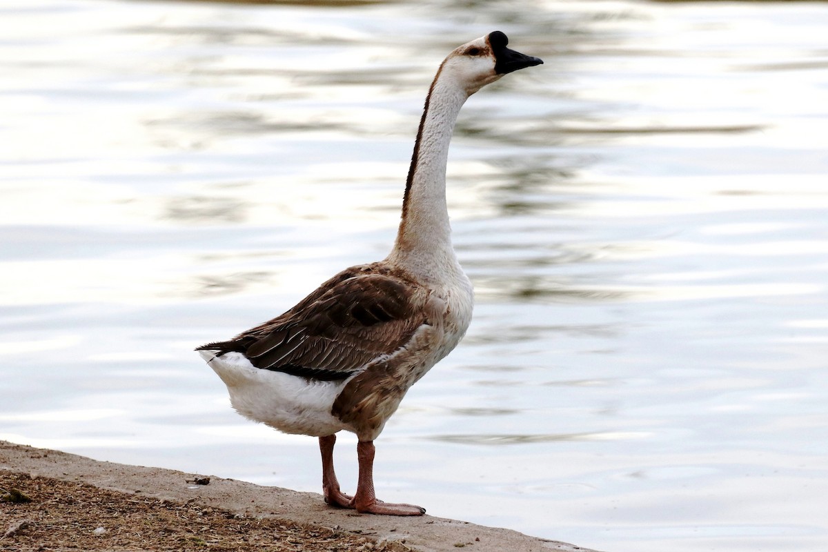 Swan Goose (Domestic type) - Lindsay Story