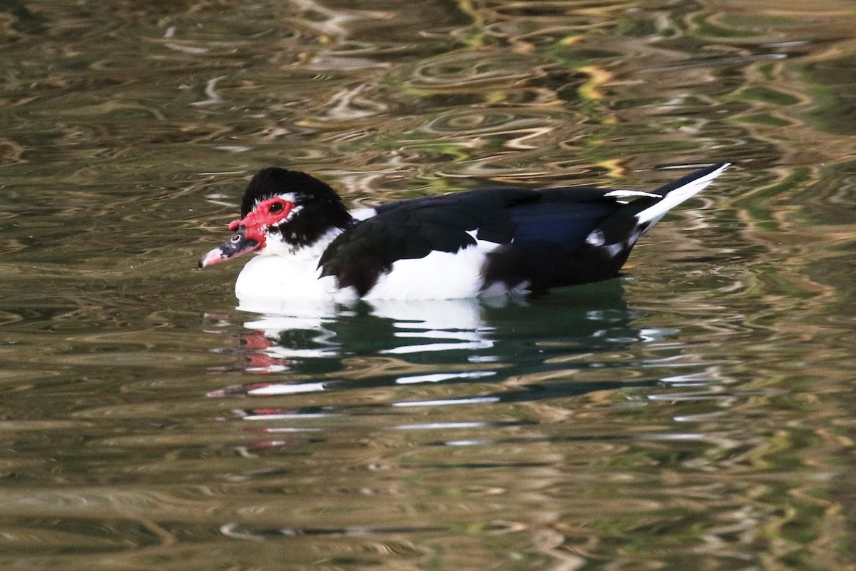 Muscovy Duck (Domestic type) - Lindsay Story