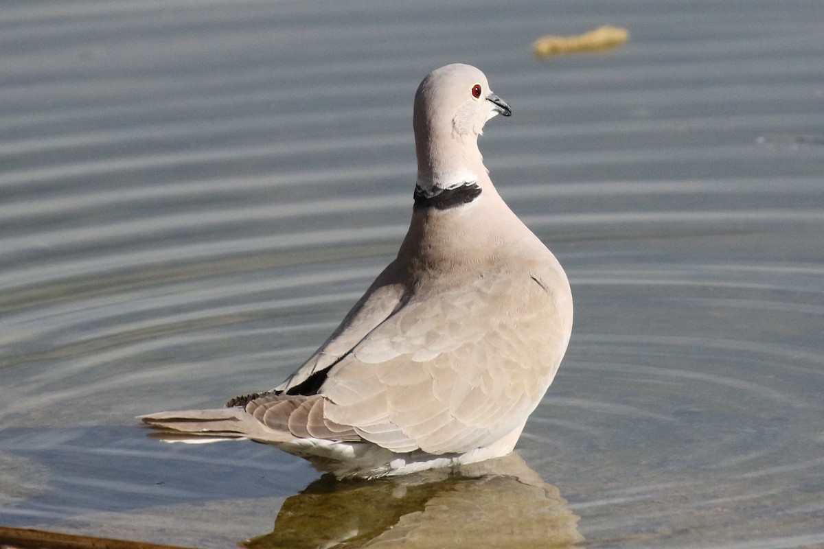 Eurasian Collared-Dove - ML88995971