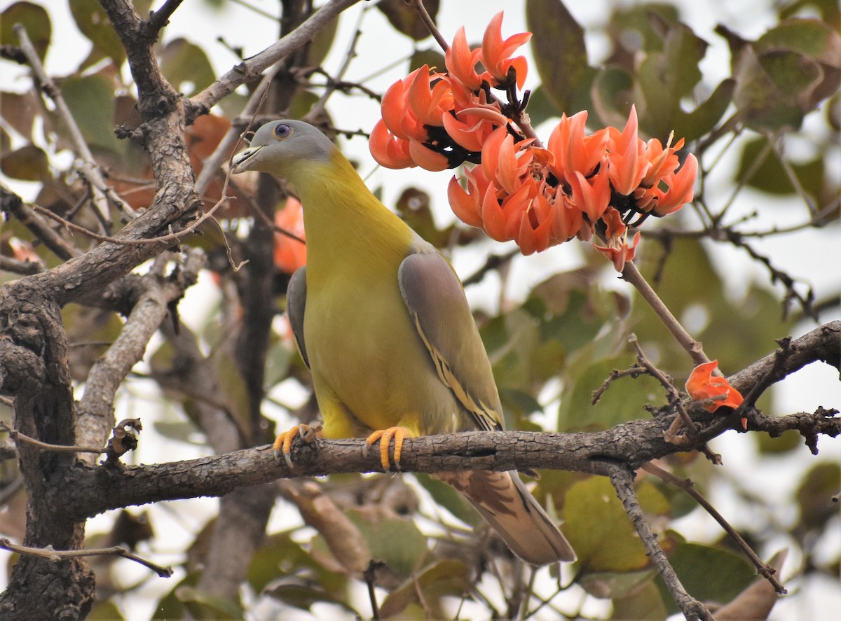 Yellow-footed Green-Pigeon - ML88996111