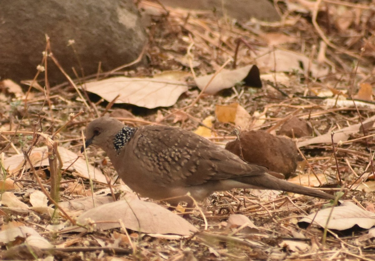 Spotted Dove - ML88996121