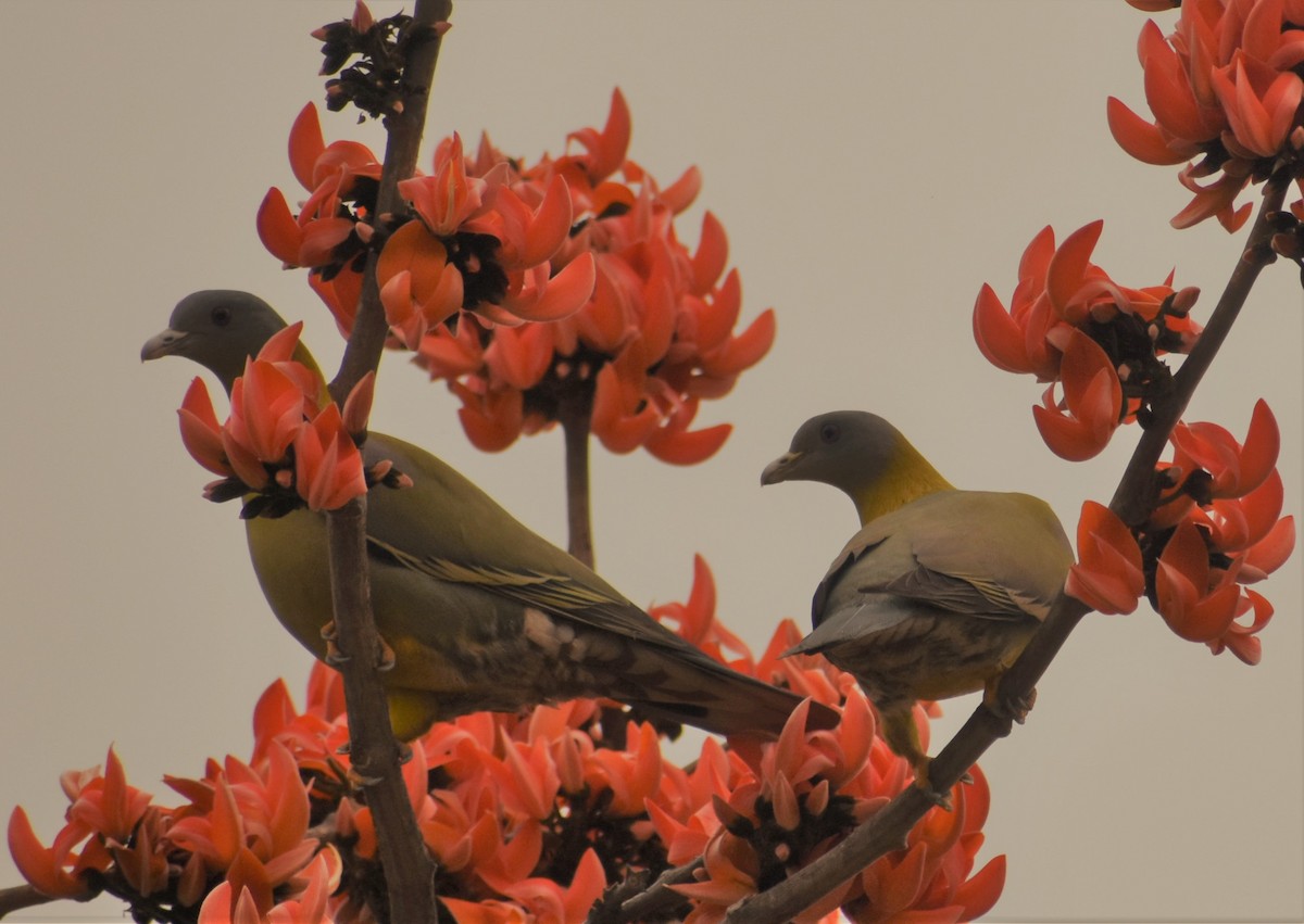 Yellow-footed Green-Pigeon - S M  SUNDARAM