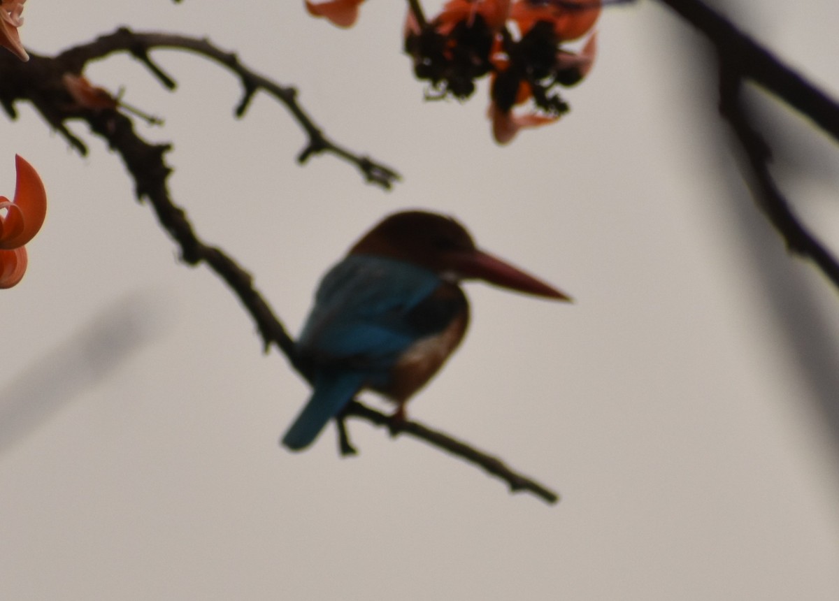 White-throated Kingfisher - S M  SUNDARAM