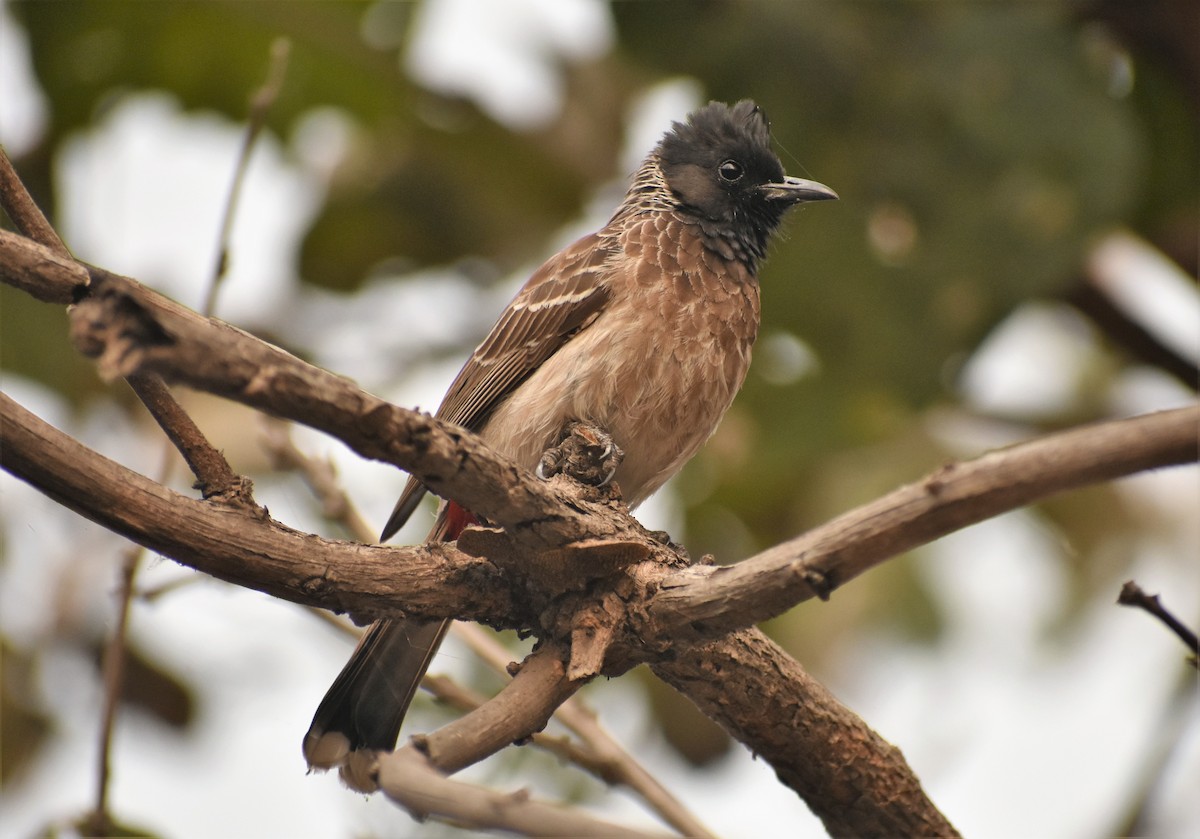 Red-vented Bulbul - ML88996601