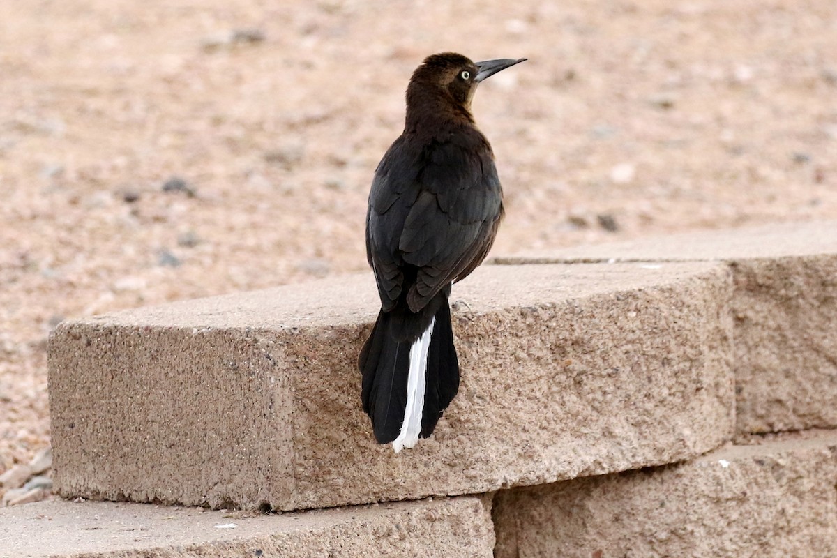 Great-tailed Grackle - ML88996751