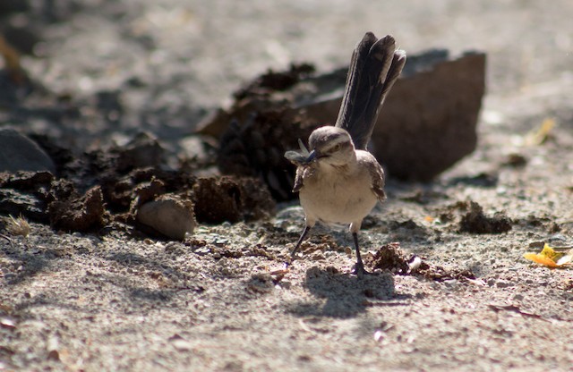 Bird feeding on flying insect. - Chilean Mockingbird - 