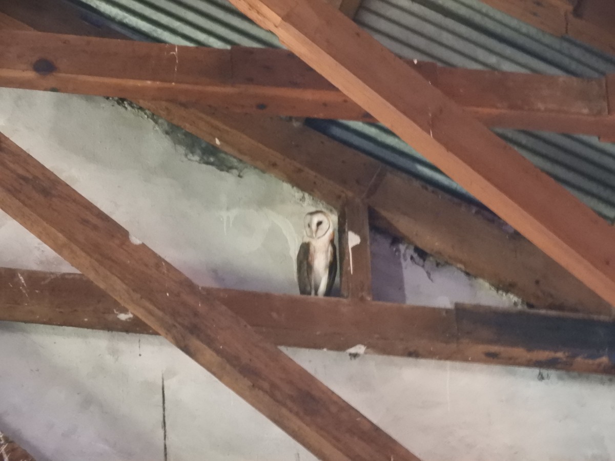 Barn Owl - M. A. Noack