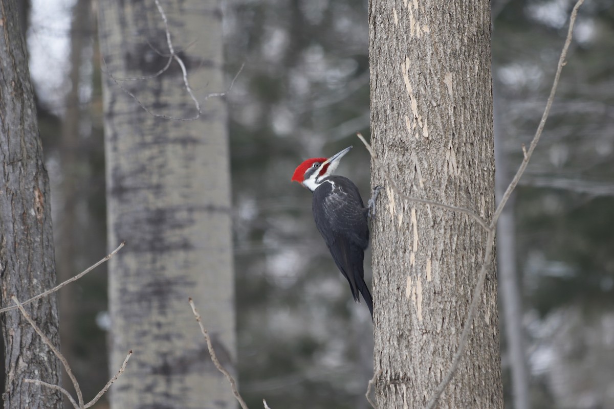 Pileated Woodpecker - ML89000981