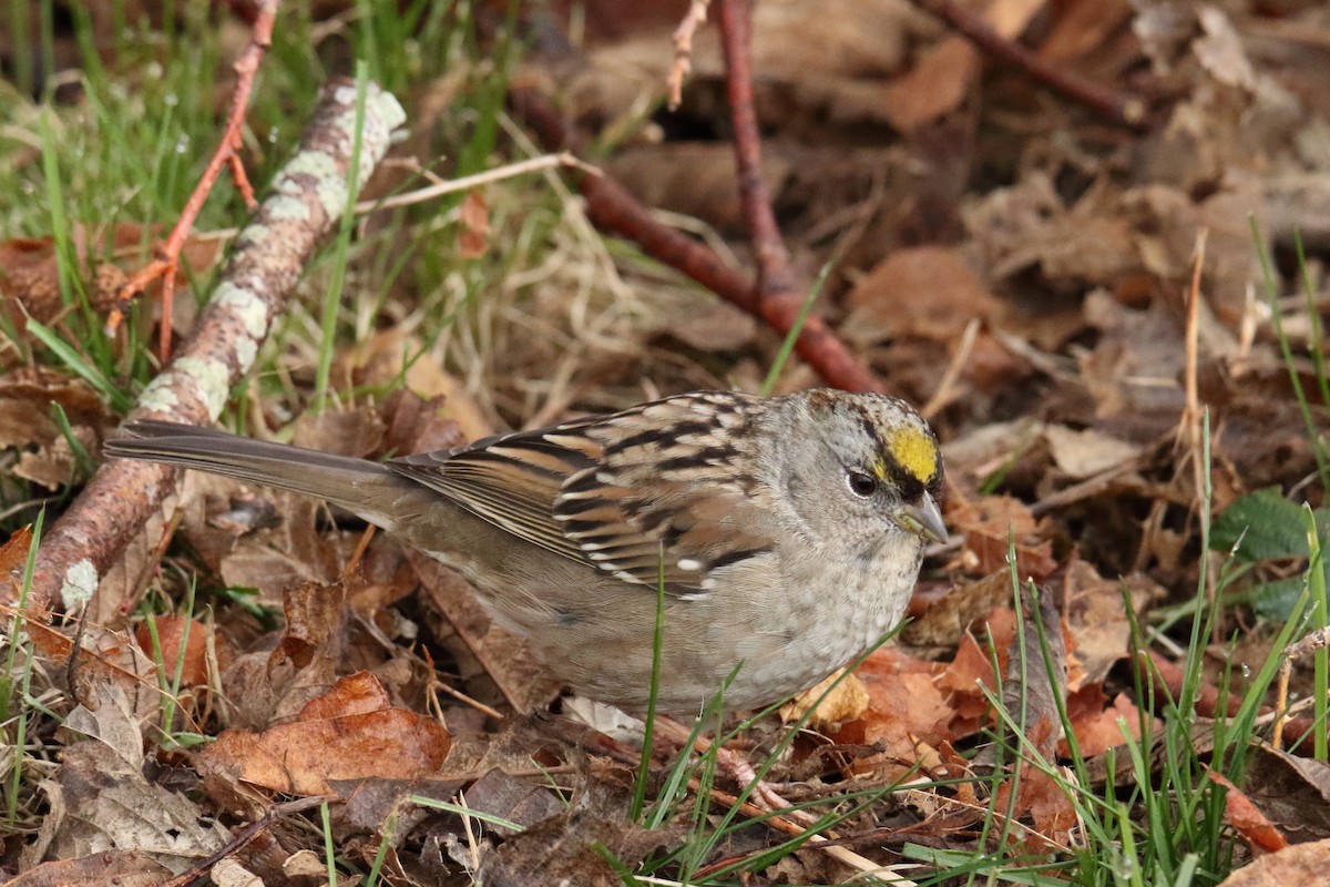 Golden-crowned Sparrow - gord smith