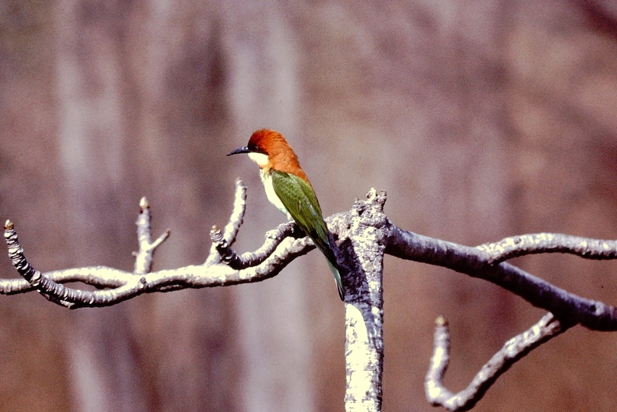 Chestnut-headed Bee-eater - Scott  Connop