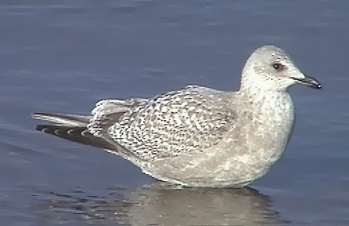 Iceland Gull (Thayer's) - ML89004941