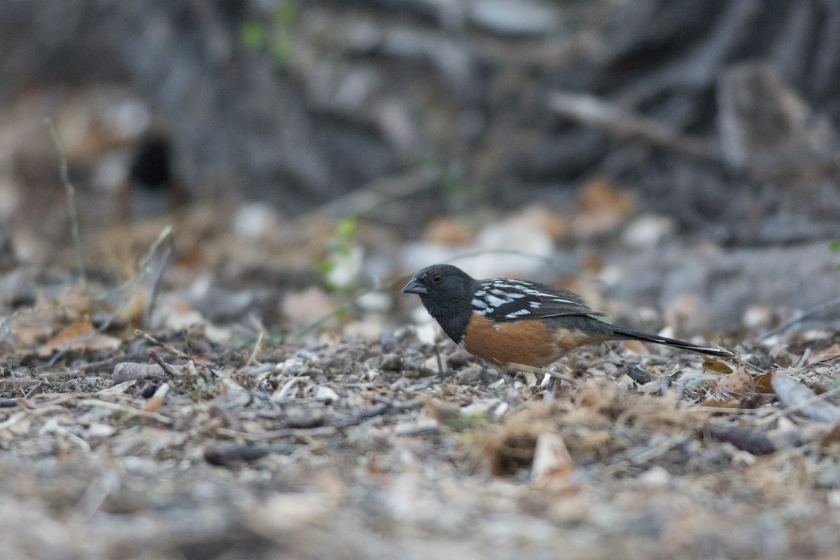 Spotted Towhee - ML89011371