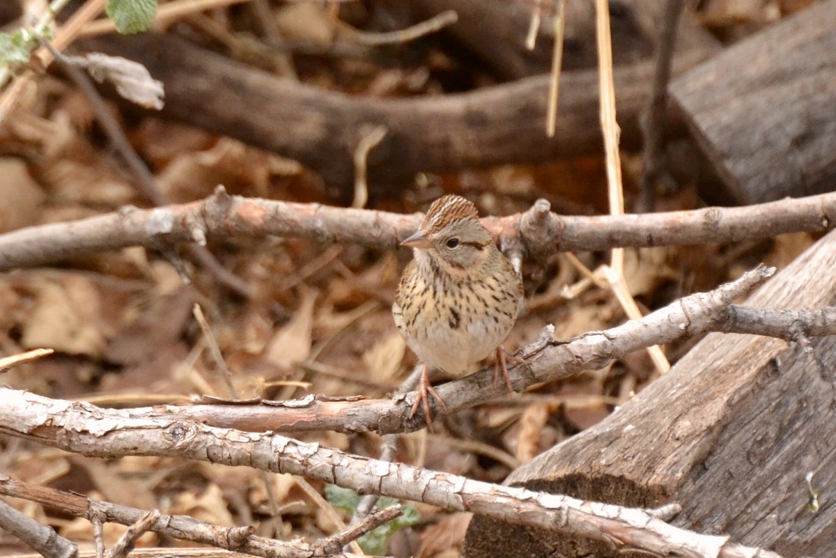 Lincoln's Sparrow - Epi Shemming