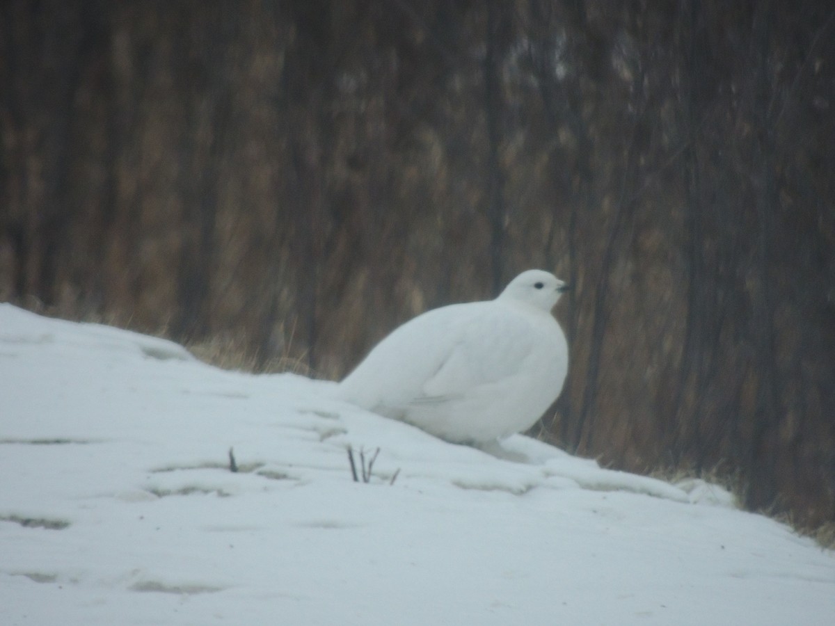 eBird Québec Checklist 26 Dec 2015 AuthierNord, coin du 10, bûché