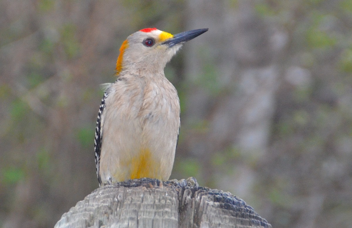 Golden-fronted Woodpecker - Lise Roussel