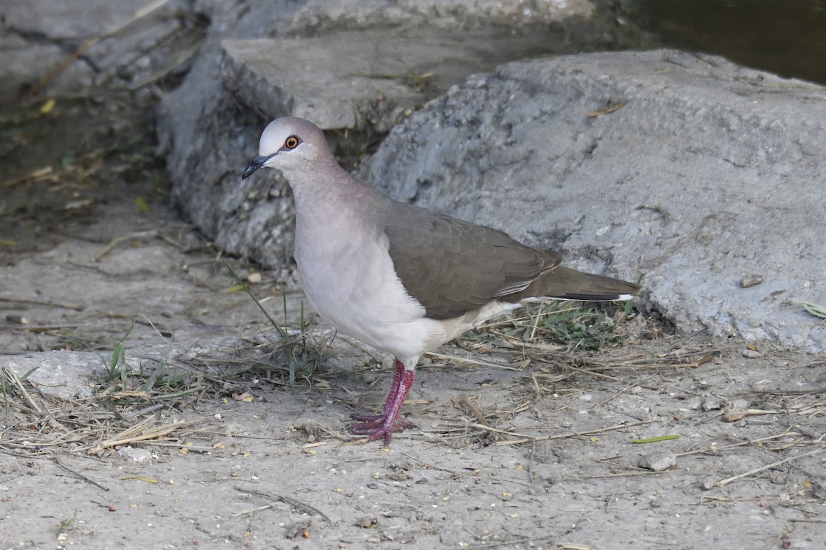 White-tipped Dove - Andrew Lyall
