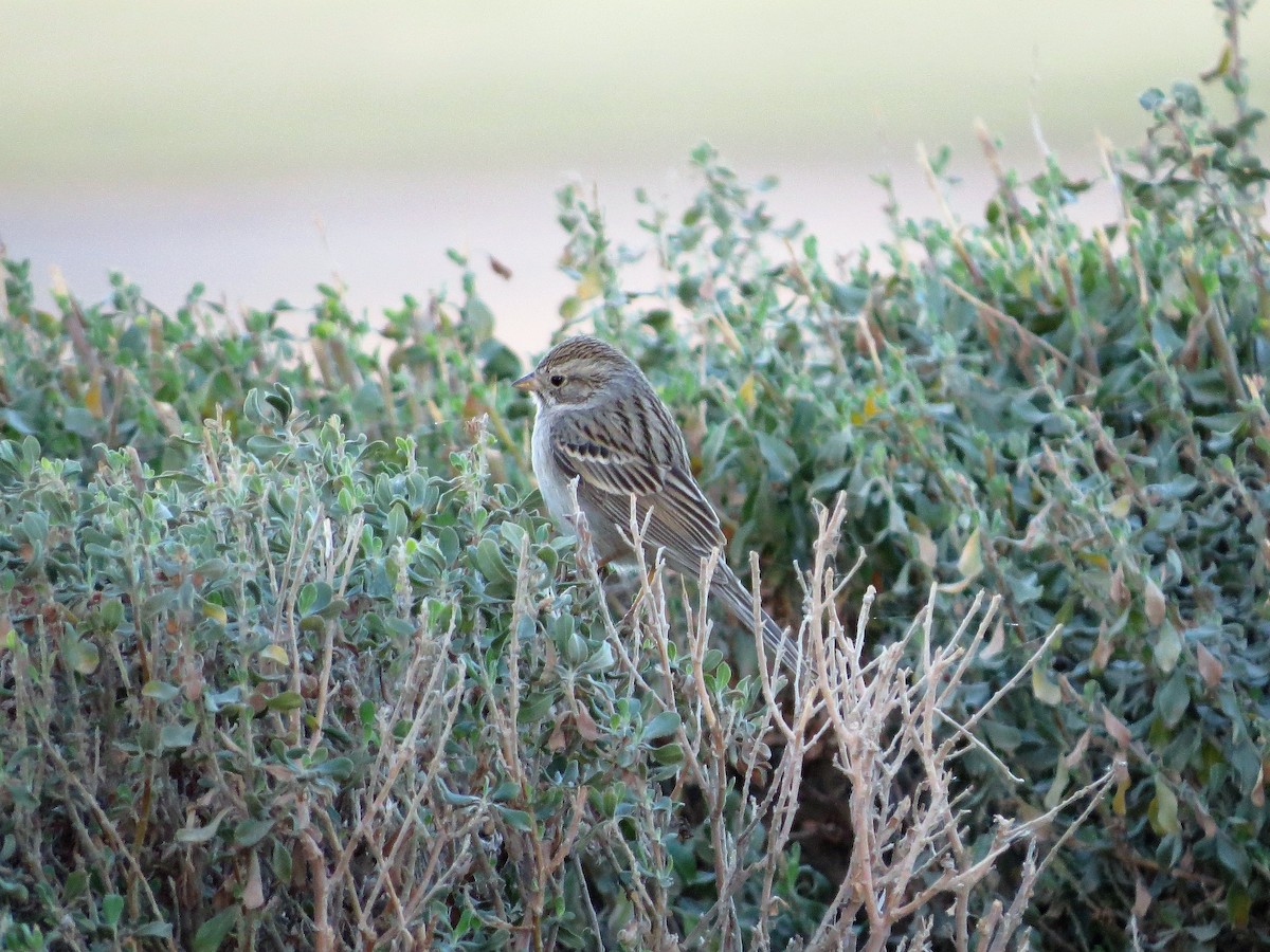 Brewer's Sparrow (breweri) - Ted Hindmarch