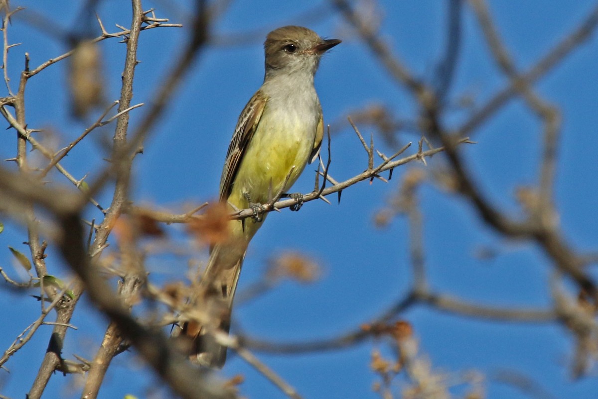 Nutting's Flycatcher - Joan and/or George Sims