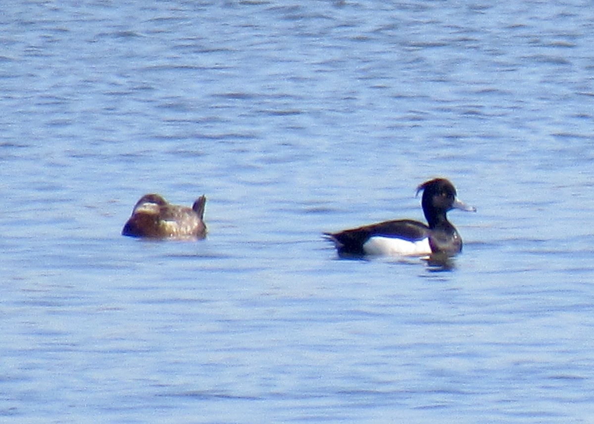Tufted Duck - Ed Blitch