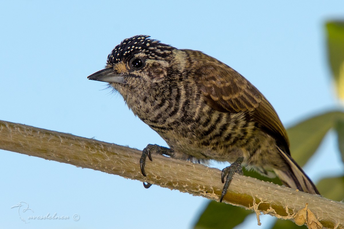 White-barred Piculet - ML89021021